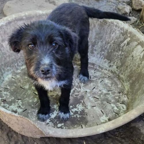 #BE2614707 -  Alpha, chien croisé à adopter – AnimalWeb Belgique