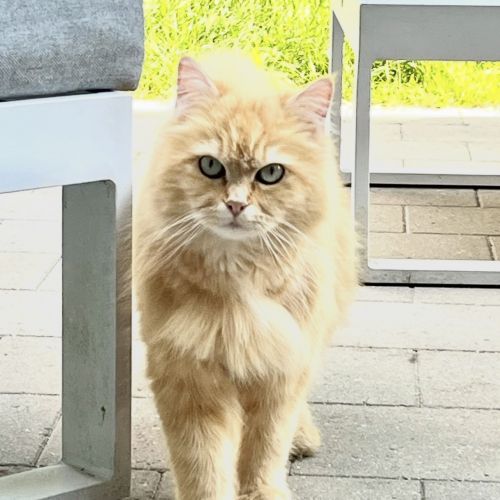 #BE2614708 - Mochi, chat perdu à Limelette - AnimalWeb Belgique