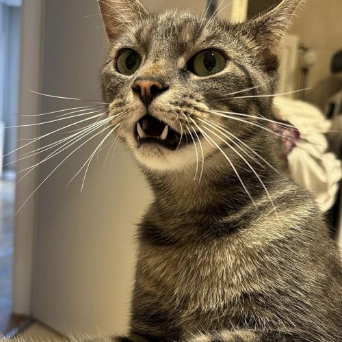 Chat perdu à Verviers
