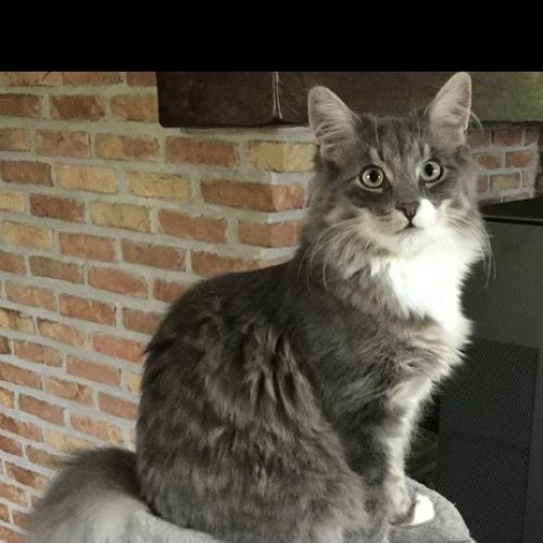 #BE2614712 - Mathou, chat perdu à Braine-le-Comte - AnimalWeb Belgique