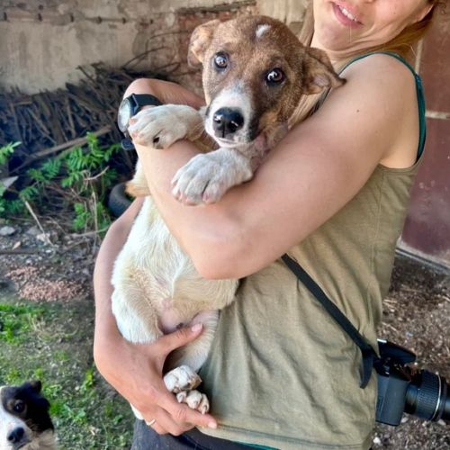 #BE2614713 -  Perline, chien croisé à adopter – AnimalWeb Belgique