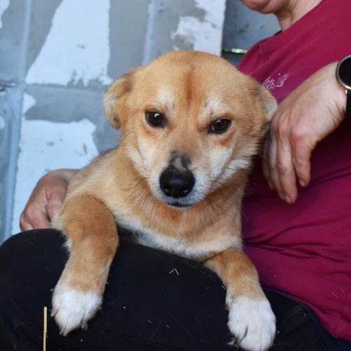 #BE2614714 -  Bouboule, chien croisé à adopter – AnimalWeb Belgique