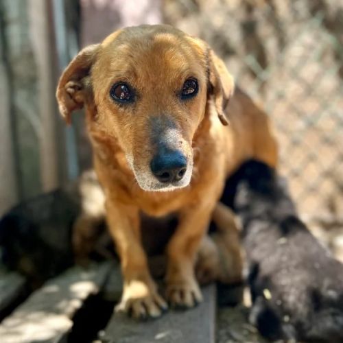 #BE2614715 -  Amande, chien croisé à adopter – AnimalWeb Belgique
