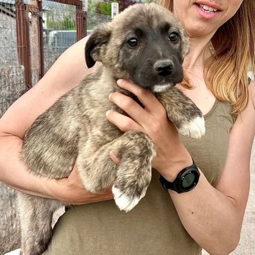 #BE2614716 -  Diva, chien croisé à adopter – AnimalWeb Belgique
