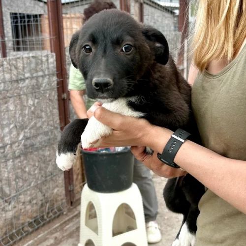 #BE2614717 -  Donna, chien croisé à adopter – AnimalWeb Belgique