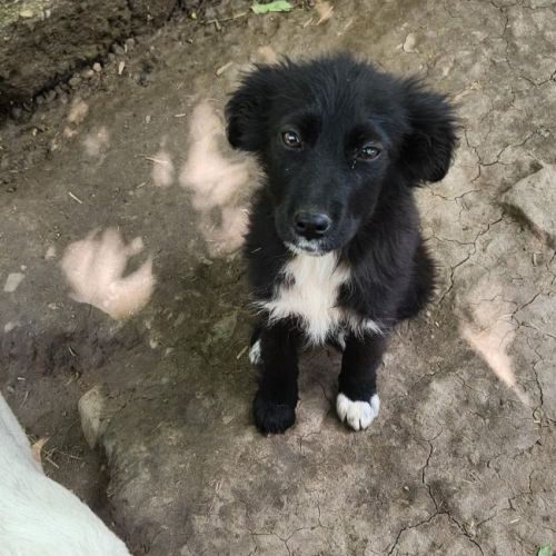 #BE2614718 - Belle, chien croisé à adopter – AnimalWeb Belgique #BE2614718 - Belle, chien croisé à adopter – AnimalWeb Belgique