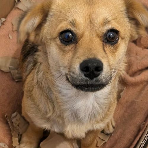 #BE2614719 - Roxy, chien croisé à adopter – AnimalWeb Belgique #BE2614719 - Roxy, chien croisé à adopter – AnimalWeb Belgique