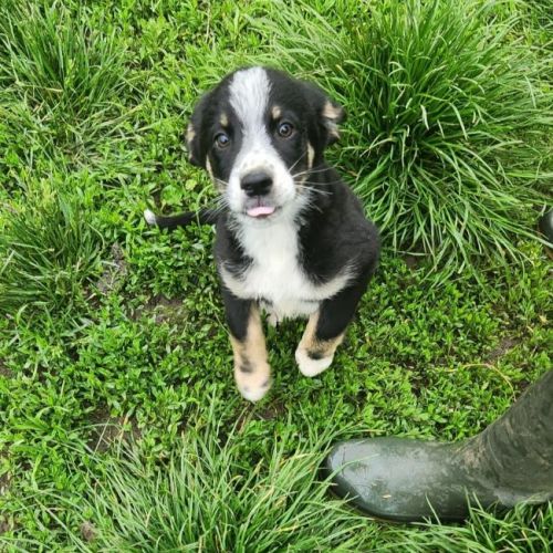 #BE2614720 - Rick, chien croisé à adopter – AnimalWeb Belgique #BE2614720 - Rick, chien croisé à adopter – AnimalWeb Belgique