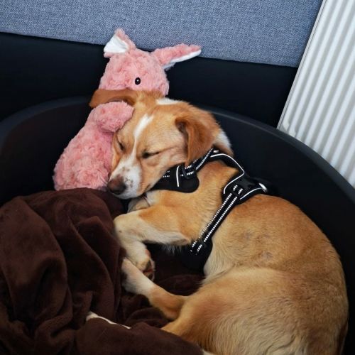 #BE2614721 - Nala, chien croisé à adopter – AnimalWeb Belgique #BE2614721 - Nala, chien croisé à adopter – AnimalWeb Belgique