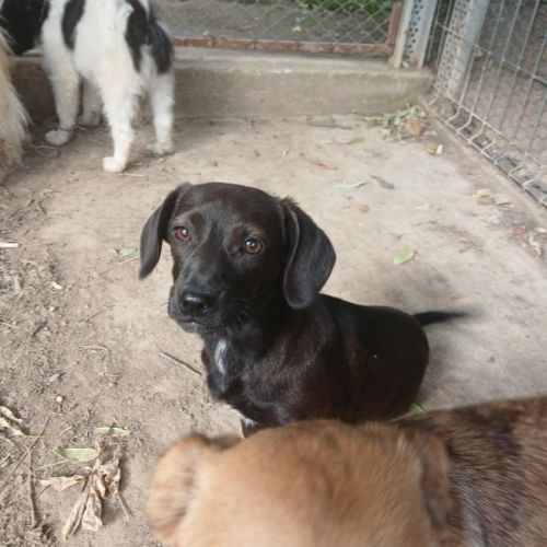#BE2614722 - Liesel, chien croisé à adopter – AnimalWeb Belgique #BE2614722 - Liesel, chien croisé à adopter – AnimalWeb Belgique