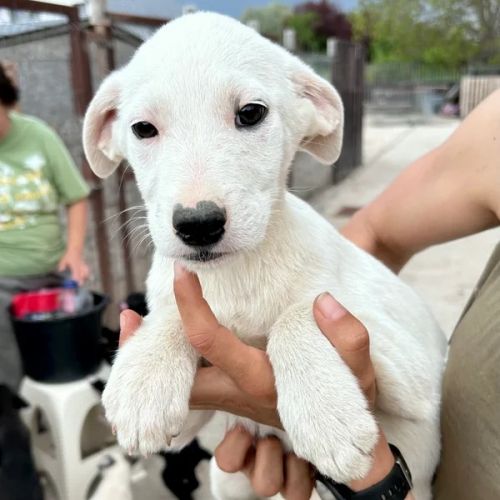 #BE2614723 - Dolce, chien croisé à adopter – AnimalWeb Belgique #BE2614723 - Dolce, chien croisé à adopter – AnimalWeb Belgique