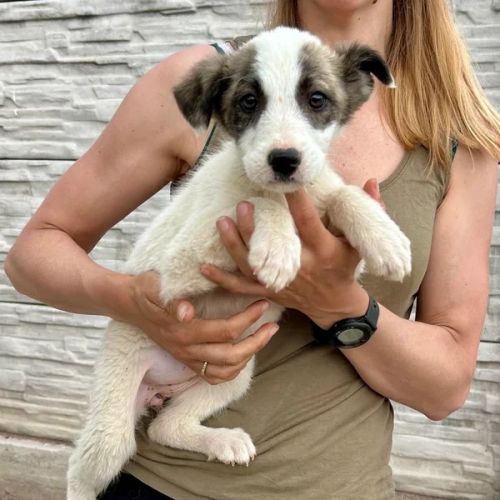 #BE2614724 - Dana, chien croisé à adopter – AnimalWeb Belgique #BE2614724 - Dana, chien croisé à adopter – AnimalWeb Belgique