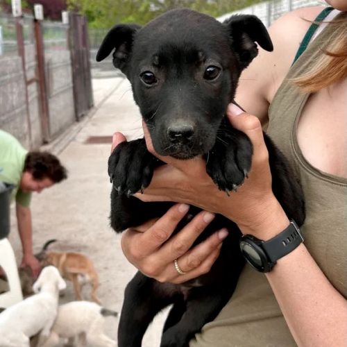 #BE2614725 - Douchka, chien croisé à adopter – AnimalWeb Belgique #BE2614725 - Douchka, chien croisé à adopter – AnimalWeb Belgique