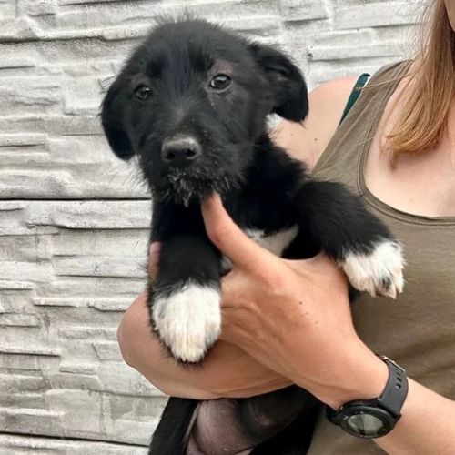 #BE2614726 - Dory, chien croisé à adopter – AnimalWeb Belgique #BE2614726 - Dory, chien croisé à adopter – AnimalWeb Belgique