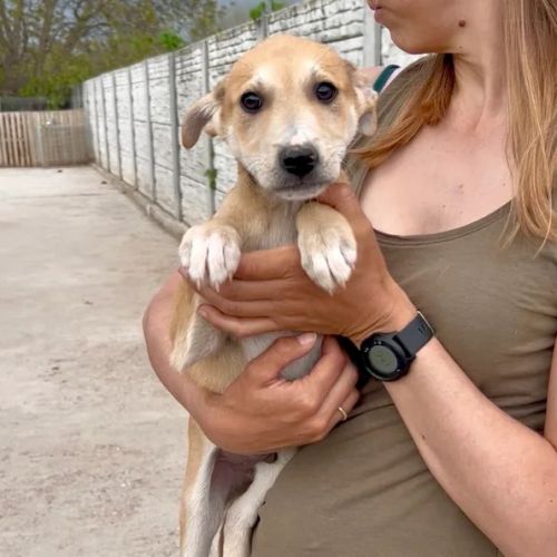 #BE2614727 - Dream, chien croisé à adopter – AnimalWeb Belgique #BE2614727 - Dream, chien croisé à adopter – AnimalWeb Belgique