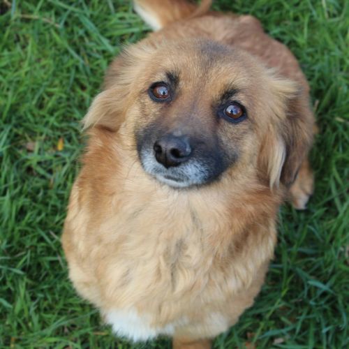 #BE26146728 - Foxy, chien croisé à adopter – AnimalWeb Belgique #BE26146728 - Foxy, chien croisé à adopter – AnimalWeb Belgique