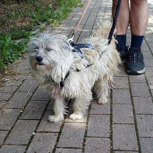 #BE26146729 - Lota, chien croisé à adopter – AnimalWeb Belgique #BE26146729 - Lota, chien croisé à adopter – AnimalWeb Belgique