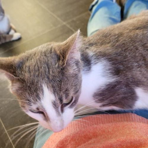 #BE2514730 - Flash et Platoon, chats à adopter à Leuze-en-Hainaut - An #BE2514730 - Flash et Platoon, chats à adopter à Leuze-en-Hainaut - An