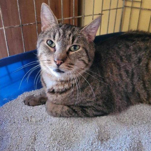 #BE2514731 - Loveyou, chat à adopter à Leuze-en-Hainaut - AnimalWeb Be #BE2514731 - Loveyou, chat à adopter à Leuze-en-Hainaut - AnimalWeb Be