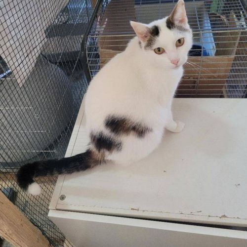 #BE2514732 - Aglaé, chat à adopter à Leuze-en-Hainaut - AnimalWeb Belg #BE2514732 - Aglaé, chat à adopter à Leuze-en-Hainaut - AnimalWeb Belg