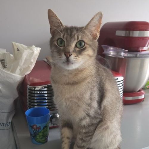 #BE2614736 - Titi, chat perdu à Molenbeek-Saint-Jean - AnimalWeb Belgi