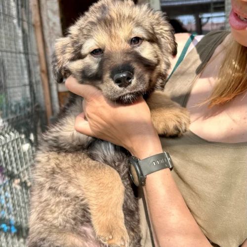 BE - Echo - Happy Dogs Forever BE - Echo - Happy Dogs Forever