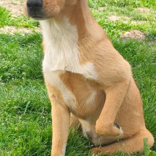 BE - Idylle - Happy Dogs Forever BE - Idylle - Happy Dogs Forever