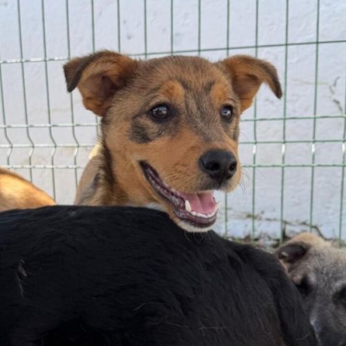 BE - Idefix - Happy Dogs Forever BE - Idefix - Happy Dogs Forever