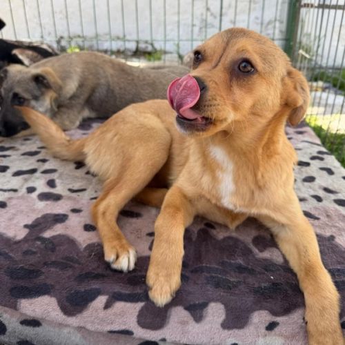 BE - Angelina - Happy Dogs Forever BE - Angelina - Happy Dogs Forever