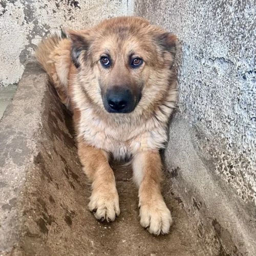 BE - Pandora - Happy Dogs Forever BE - Pandora - Happy Dogs Forever