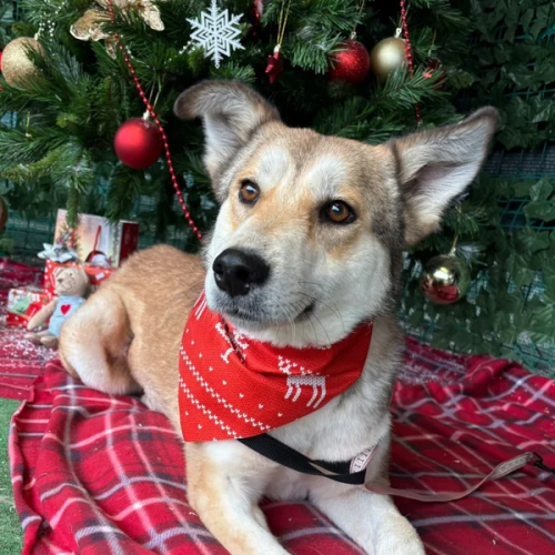 BE - Barbie - Happy Dogs Forever BE - Barbie - Happy Dogs Forever