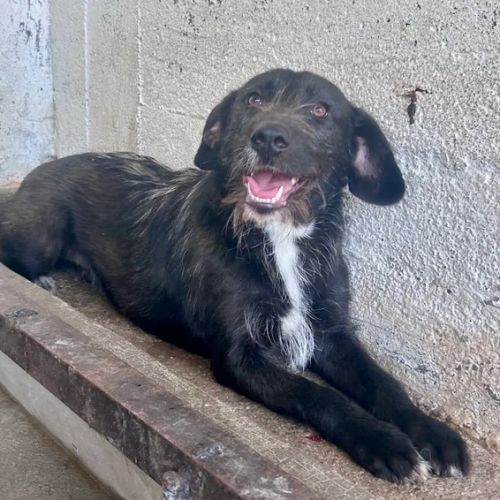 BE - Bichette - Happy Dogs Forever BE - Bichette - Happy Dogs Forever