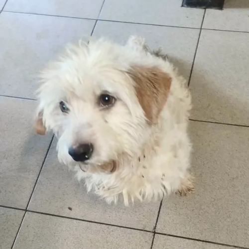 BE - Ralph - Happy Dogs Forever BE - Ralph - Happy Dogs Forever