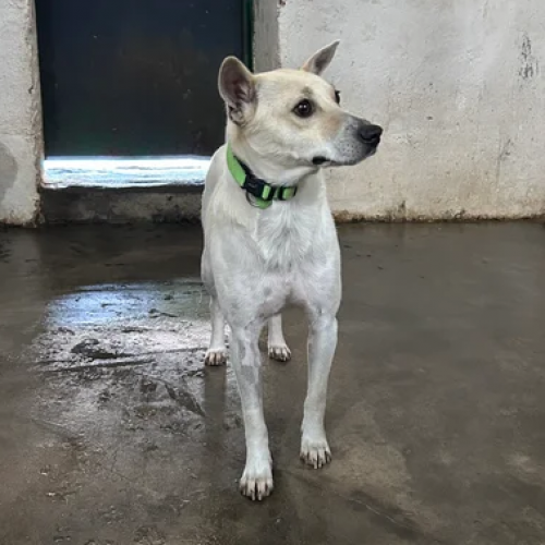 BE - Perla - Happy Dogs Forever BE - Perla - Happy Dogs Forever