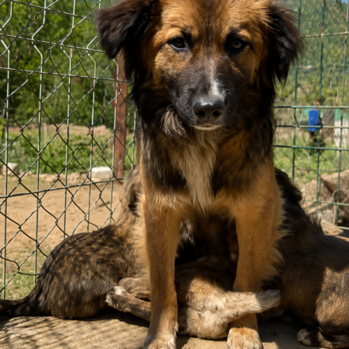 MELODY - CHIENNE A ADOPTER - HAPPY TOGETHER MELODY - CHIENNE A ADOPTER - HAPPY TOGETHER