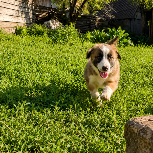 ABBA - CHIENNE A ADOPTER - HAPPY TOGETHER ABBA - CHIENNE A ADOPTER - HAPPY TOGETHER