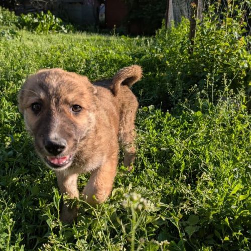 BEATLES - CHIENNE A ADOPTER - HAPPY TOGETHER BEATLES - CHIENNE A ADOPTER - HAPPY TOGETHER