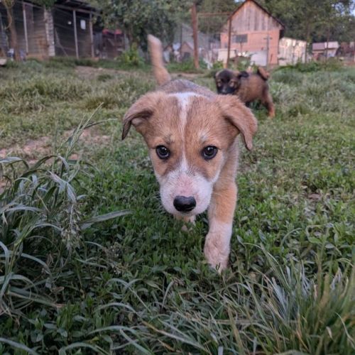 QUEEN - CHIENNE A ADOPTER - HAPPY TOGETHER QUEEN - CHIENNE A ADOPTER - HAPPY TOGETHER