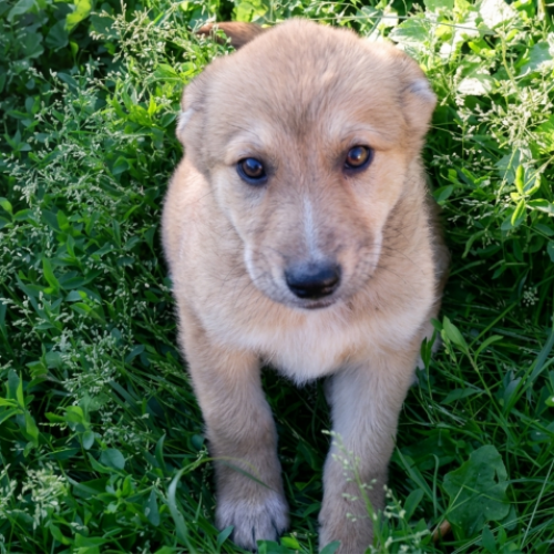 PRINCE - CHIEN A ADOPTER - HAPPY TOGETHER PRINCE - CHIEN A ADOPTER - HAPPY TOGETHER
