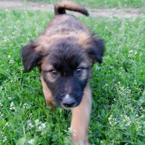 SCORPION - CHIEN A ADOPTER - HAPPY TOGETHER SCORPION - CHIEN A ADOPTER - HAPPY TOGETHER