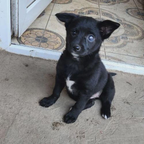 PIPA - CHIENNE A ADOPTER - HAPPY TOGETHER PIPA - CHIENNE A ADOPTER - HAPPY TOGETHER