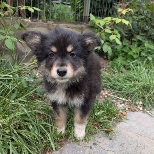 PIPPO - CHIEN A ADOPTER - HAPPY TOGETHER PIPPO - CHIEN A ADOPTER - HAPPY TOGETHER