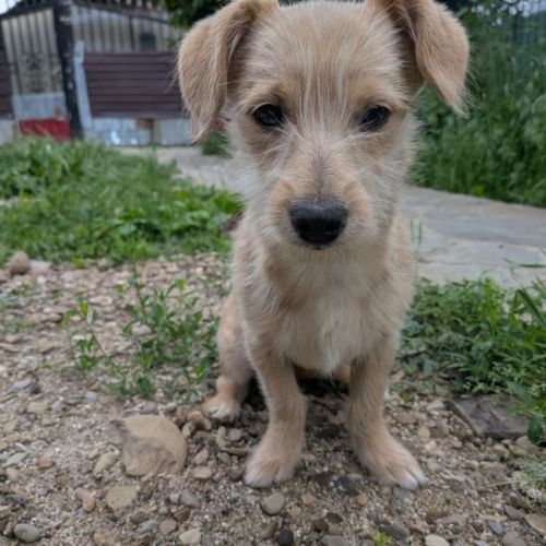 LOUISE - CHIENNE A ADOPTER - HAPPY TOGETHER LOUISE - CHIENNE A ADOPTER - HAPPY TOGETHER