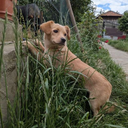 THELMA - CHIENNE A ADOPTER - HAPPY TOGETHER THELMA - CHIENNE A ADOPTER - HAPPY TOGETHER
