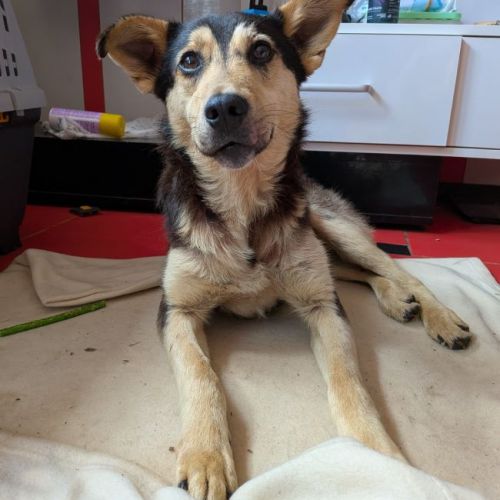 OREST - CHIEN A ADOPTER - HAPPY TOGETHER OREST - CHIEN A ADOPTER - HAPPY TOGETHER