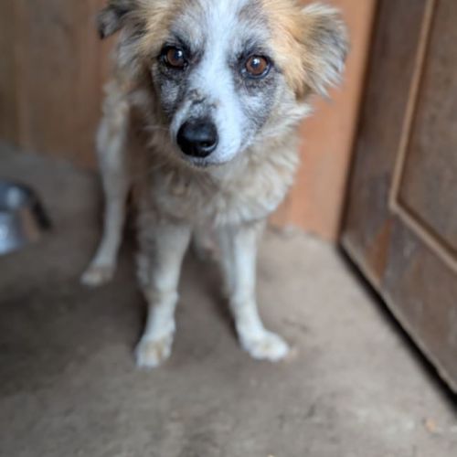 LUCY - CHIENNE A ADOPTER - HAPPY TOGETHER LUCY - CHIENNE A ADOPTER - HAPPY TOGETHER