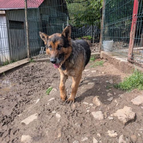 RUFUS - CHIEN A ADOPTER - HAPPY TOGETHER