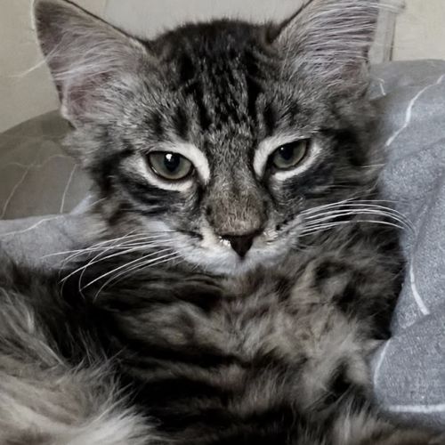 Chaton perdu Uccle Chaton perdu Uccle