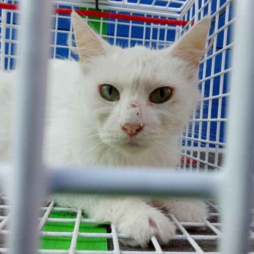 Chat trouvé Chat trouvé
