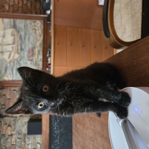 Chaton à adopter